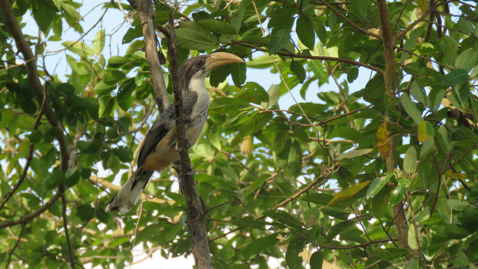 image Sri Lanka Grey Hornbill